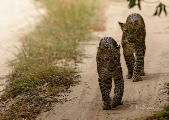 FB_IMG_1533409991313