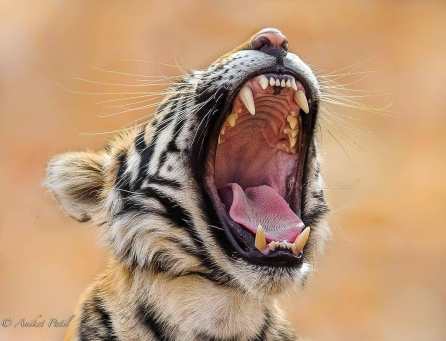 38206654_272926946637530_7667355585091731456_n