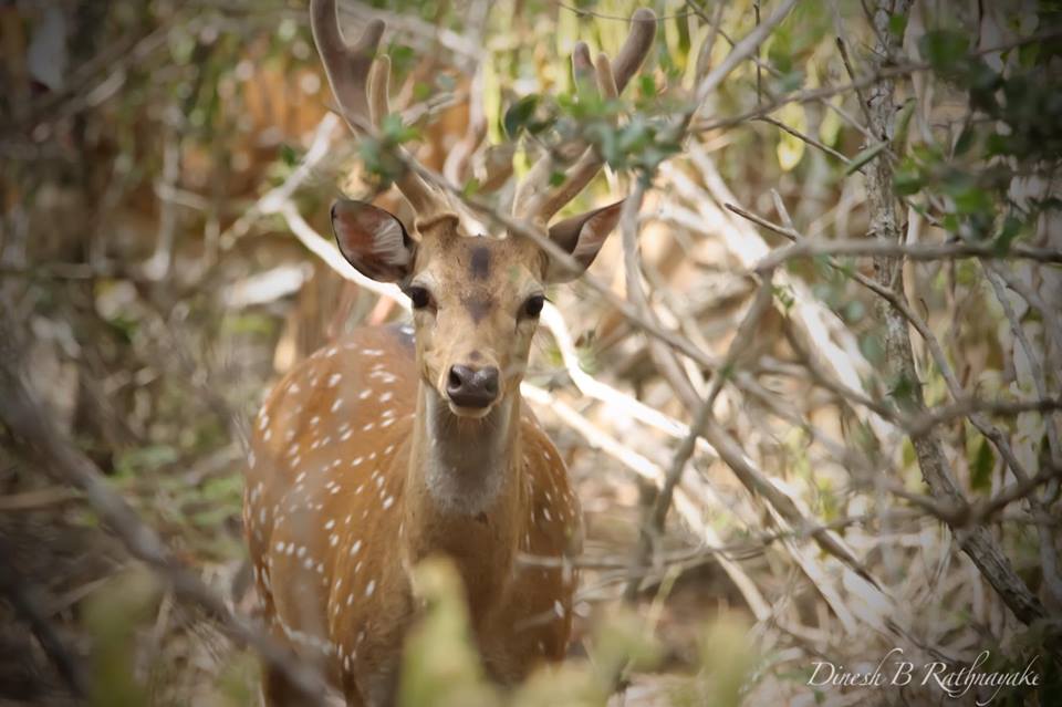 39572536_2276341469049081_300494109804593152_n