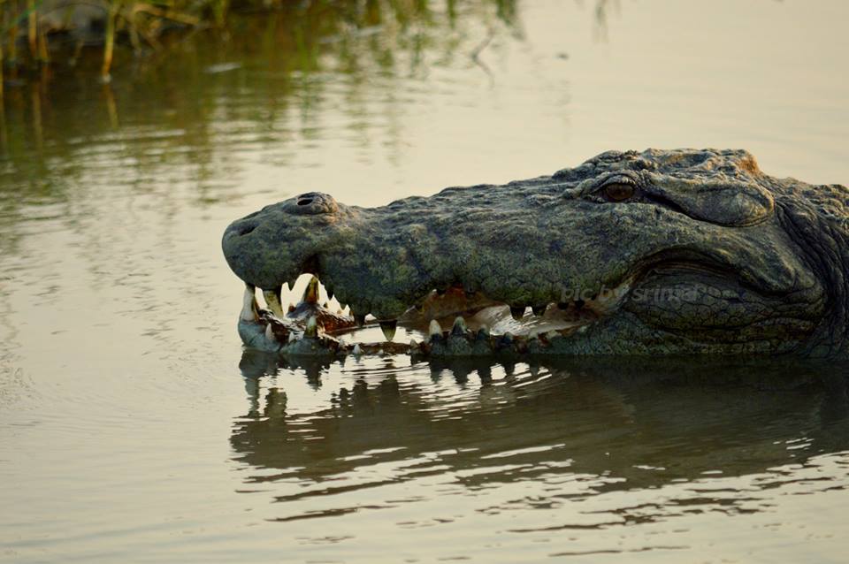 40470634_1044009795762388_712524629045936128_n