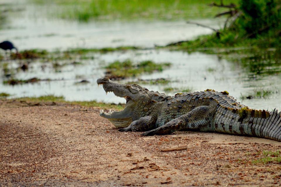 41697984_1050755241754510_4371709544011661312_n