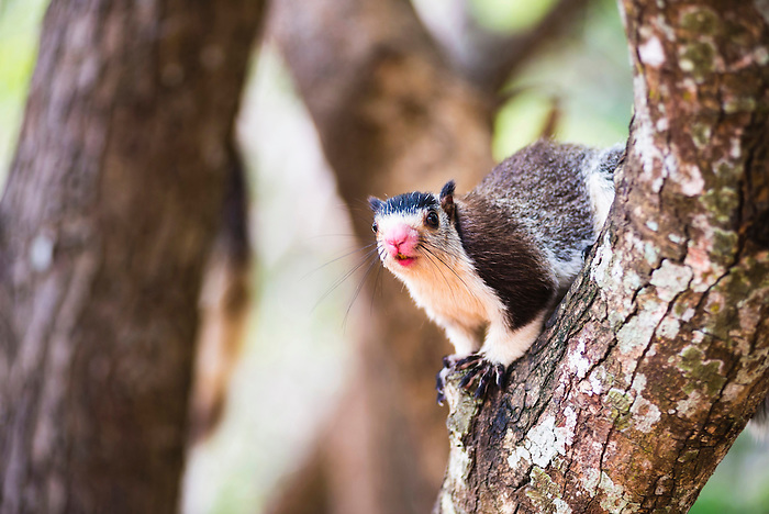 Squirrels In Sri&nbsp;Lanka