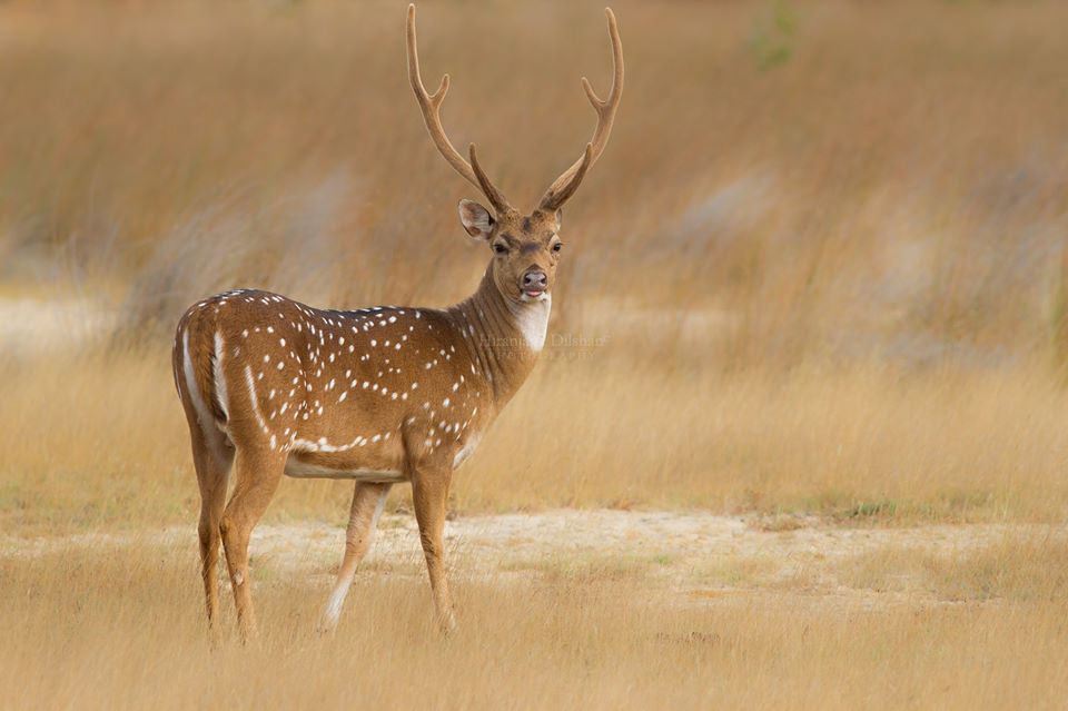 Spotted Deer