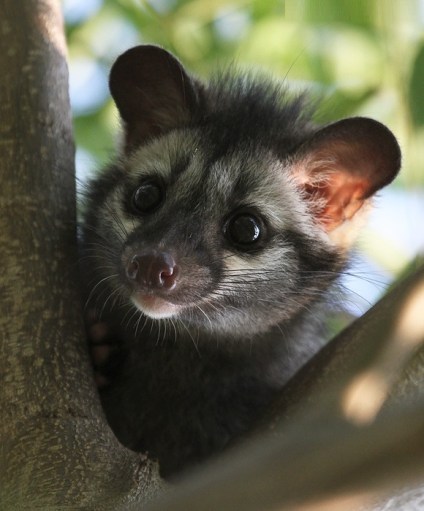 Common Civet