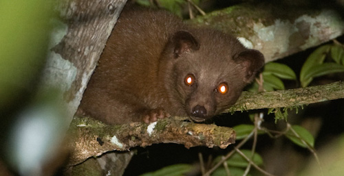 golden_palm_civet