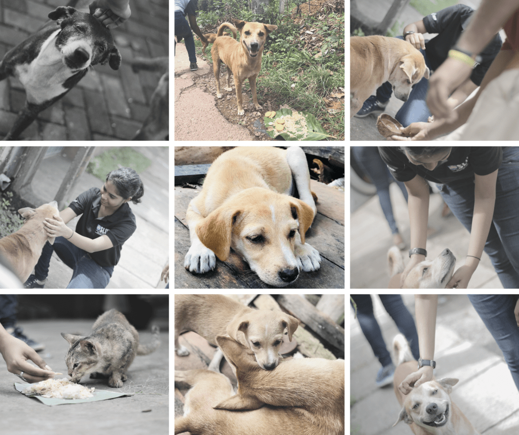 Feed a Stray&nbsp;4.0