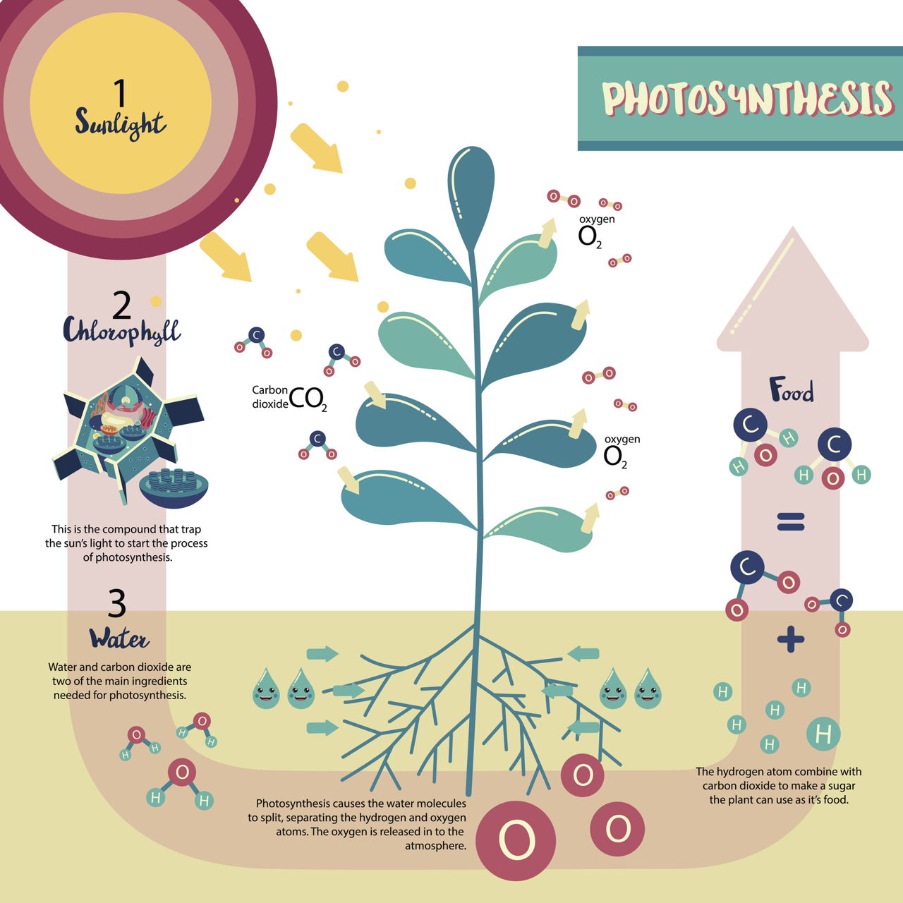 1280-658381440-photosynthesis-plant-cell-diagram